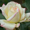 薔薇