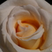 薔薇１「レーシー　レディ」