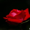 薔薇２「宴」