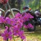 ＧＷ林道ツーリング(林道に咲く花)