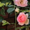 春・薔薇⑤　　IMG-0509