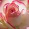 FB_IMG_1683710053309