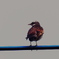 Bird on wire