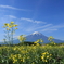 菜の花と富士山
