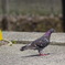 鳩