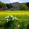 山里の菜の花畑