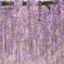 藤の雨