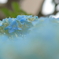 手毬花