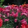 薔薇・薔薇・薔薇  Ⅲ