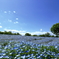 flower hill