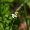 クルマバソウの花