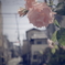 路傍の花 #2
