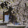 銀山の桜