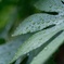 雨の日の散歩