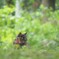 今朝の迷い猫の様子