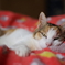 あなたはだんだん、、、