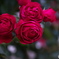 五月の薔薇　その1