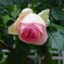 弦薔薇