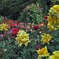 薔薇・薔薇・薔薇Ⅴ