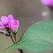 小さな花を見つめて