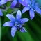 Scilla peruviana（シラーペルビアナ）　Ⅱ