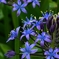 Scilla peruviana（シラーペルビアナ）