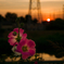 夏の花