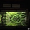 映り込む新緑