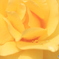 薔薇園