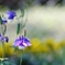 　不器用な花