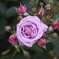 花びらがすごく瑞々しい
