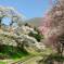 湯野上温泉駅の桜