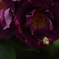 誘われて（空港の薔薇園で）