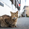 ねこ