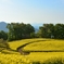 黄色の絨毯