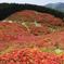 ツツジ登山