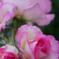 魅惑の薔薇