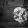 近所のお花