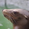 とべ動物園　アシカ