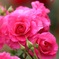 満開の薔薇