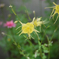 道端の花