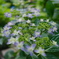 紫陽花の季節