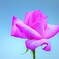 品評会1位の薔薇