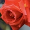 赤い薔薇と雫
