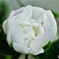 白い芍薬の花 23-186
