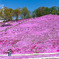 東藻琴芝桜公園