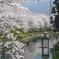 高柳泉公園　桜