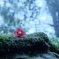雨空と落ち花　宝満山