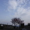 空の青さに負けた梅