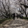 桜並木